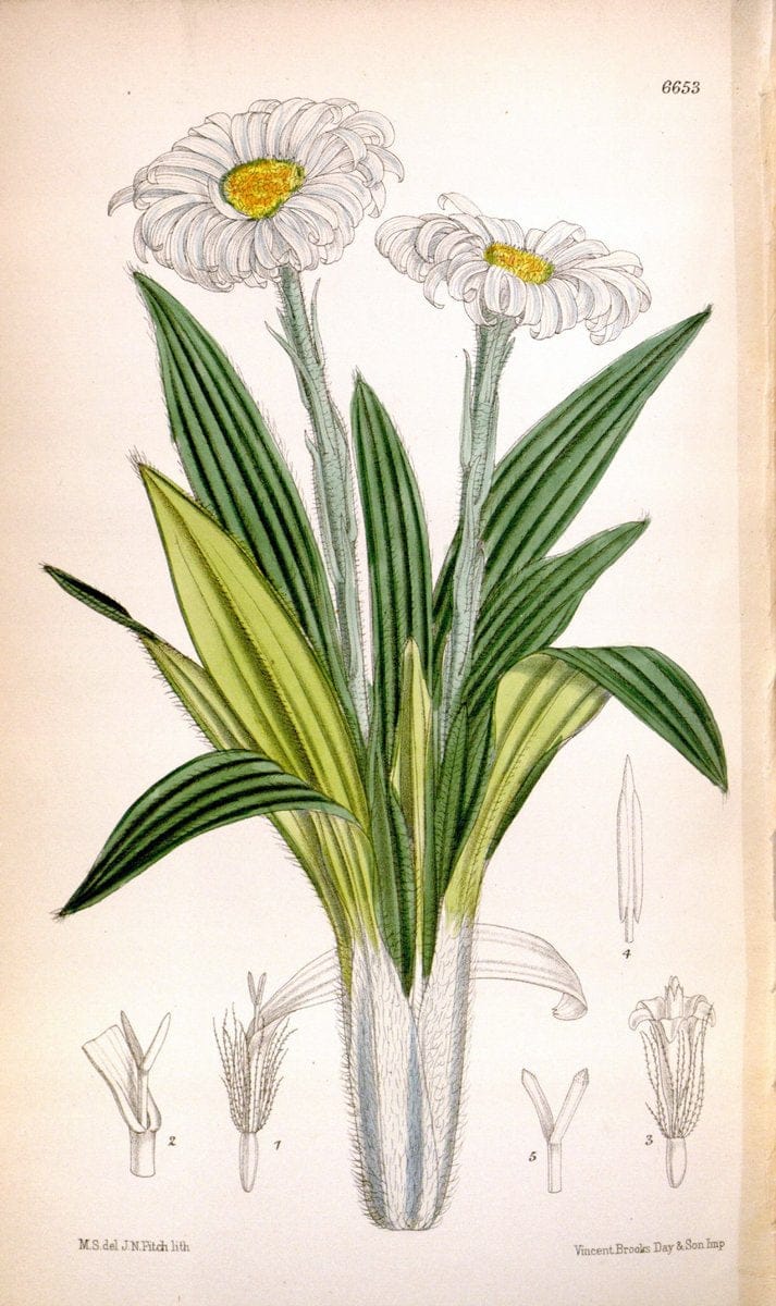 Curtis's botanical magazine. London ; New York [etc.] :Academic Press [etc.]. | "Botanical illustration" Botany Periodicals "Pictorial works" "Plants, Ornamental"  | Vintage Print Reproduction 447070