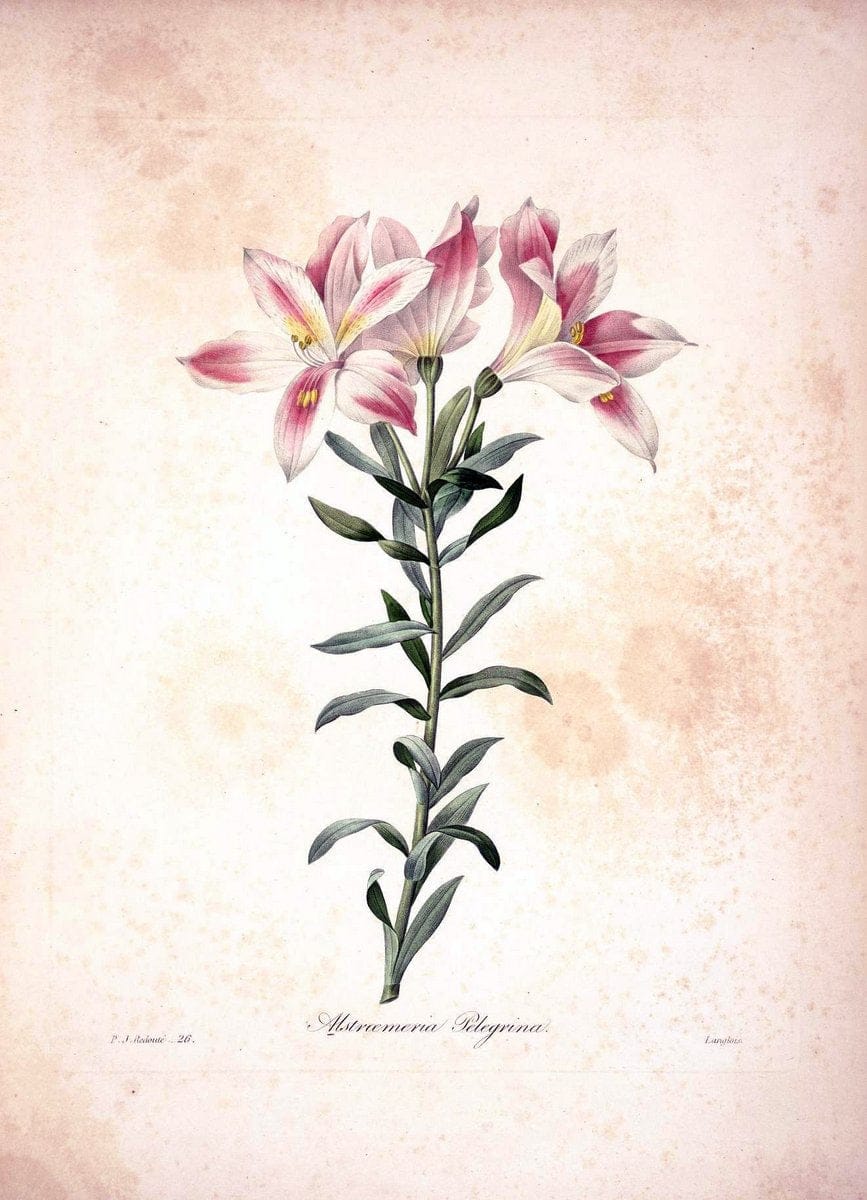 Choix des plus belles fleurs :.Paris :Ernest Panckoucke,[1833].  | 1833 Botany France Icones "Pictorial works"  | Vintage Print Reproduction 447085