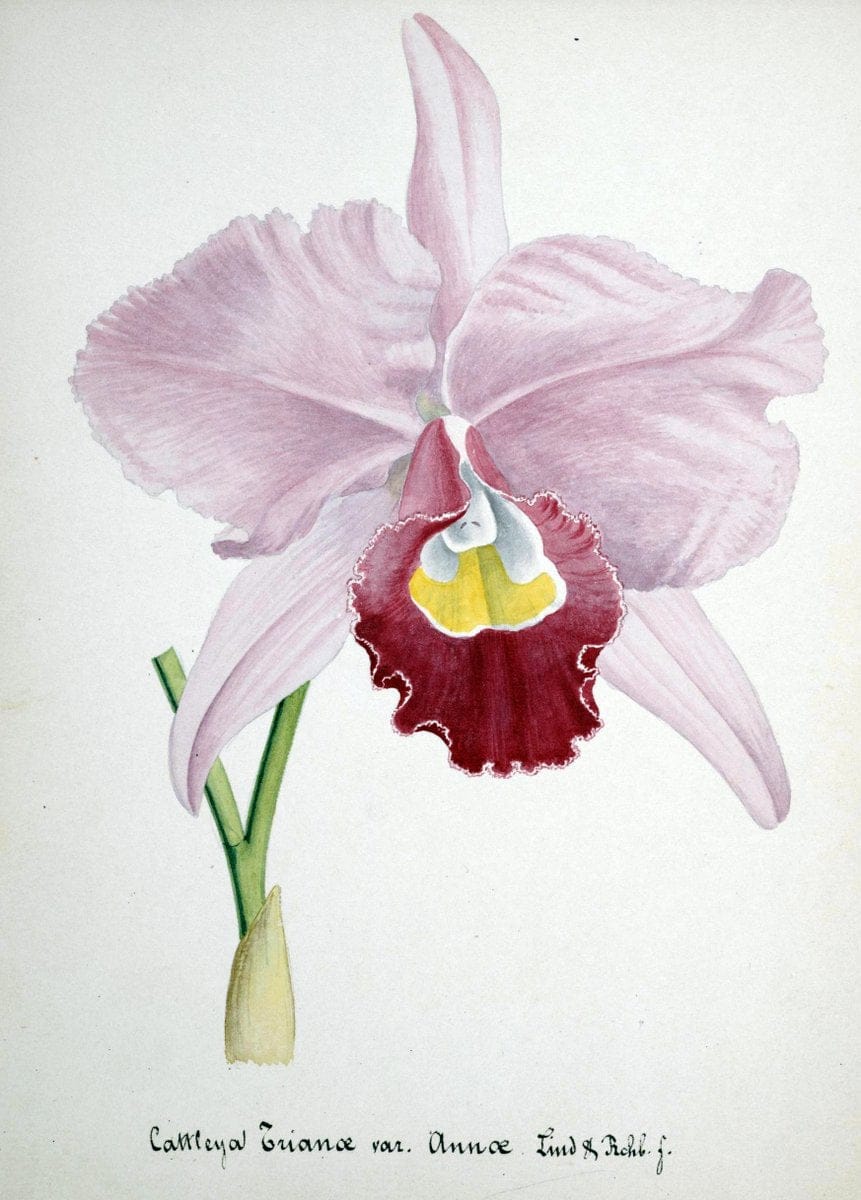 Collection d'orchideÃŒÂes.[S.l. :s.n.,18--]. | "Botanical illustration" Orchidaceae "Orchidaceae in art" "Pictorial works"  | Vintage Print Reproduction 447150