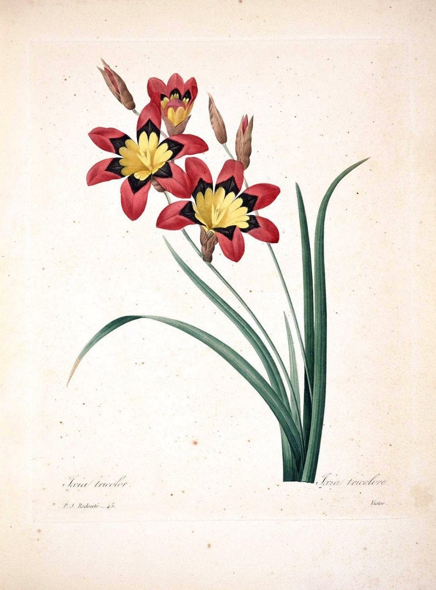 Choix des plus belles fleurs :.Paris :Ernest Panckoucke,[1833].  | 1833 Botany France Icones "Pictorial works"  | Vintage Print Reproduction 447175