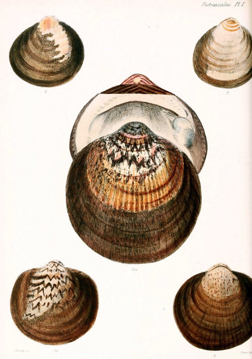 Conchologia iconica, or, Illustrations of the shells of molluscous animals. v.1London :Reeve, Brothers,1843-1878. | Mollusks "Pictorial works" Shells  | Vintage Print Reproduction 447180