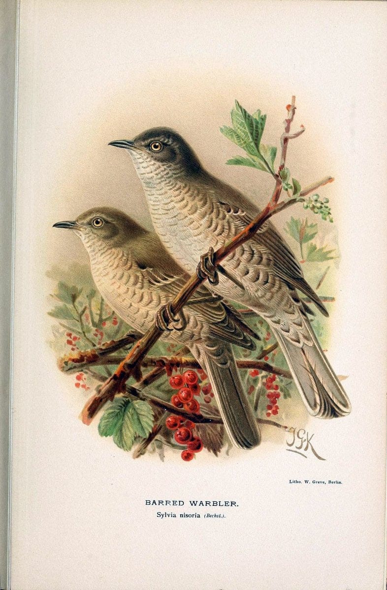 Coloured figures of the birds of the British Islands / issued by Lord Lilford. London :R | 59.82(42) Birds "Great Britain" "Pictorial works"  | Vintage Print Reproduction 447215