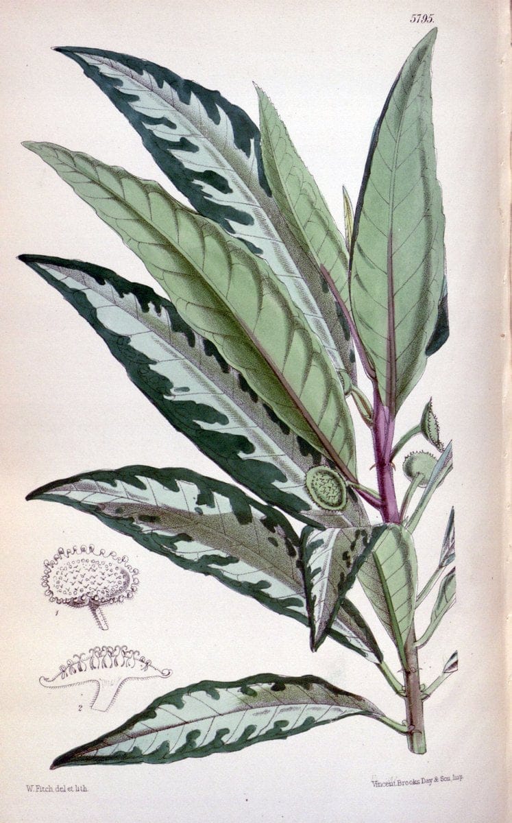 Curtis's botanical magazine. London ; New York [etc.] :Academic Press [etc.]. | "Botanical illustration" Botany Periodicals "Pictorial works" "Plants, Ornamental"  | Vintage Print Reproduction 447224