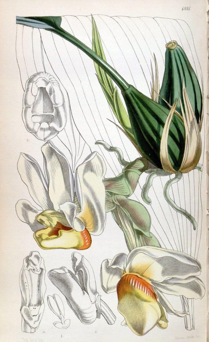 Curtis's botanical magazine. London ;New York [etc.] :Academic Press [etc.]. | Botany Periodicals "Pictorial works"  | Vintage Print Reproduction 447236