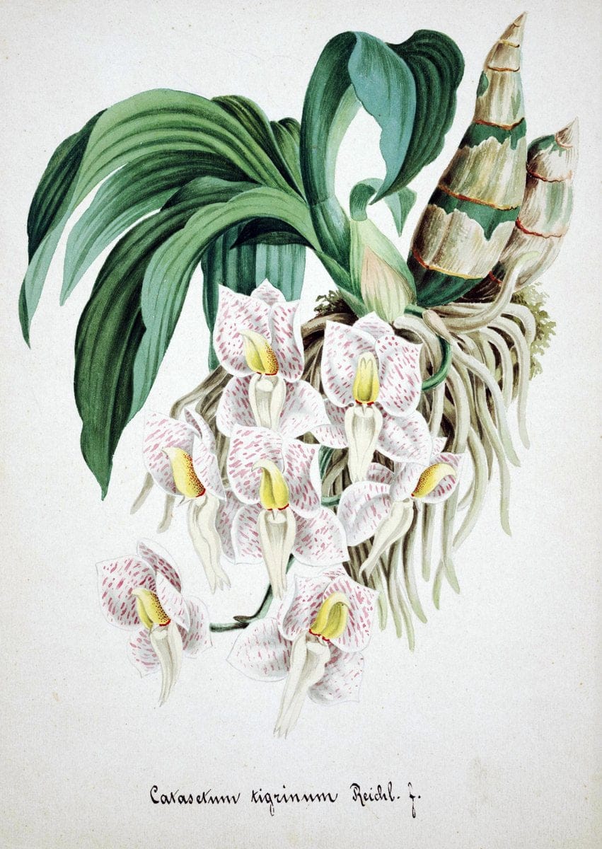 Collection d'orchideÃŒÂes.[S.l. :s.n.,18--]. | "Botanical illustration" Orchidaceae "Orchidaceae in art" "Pictorial works"  | Vintage Print Reproduction 447366