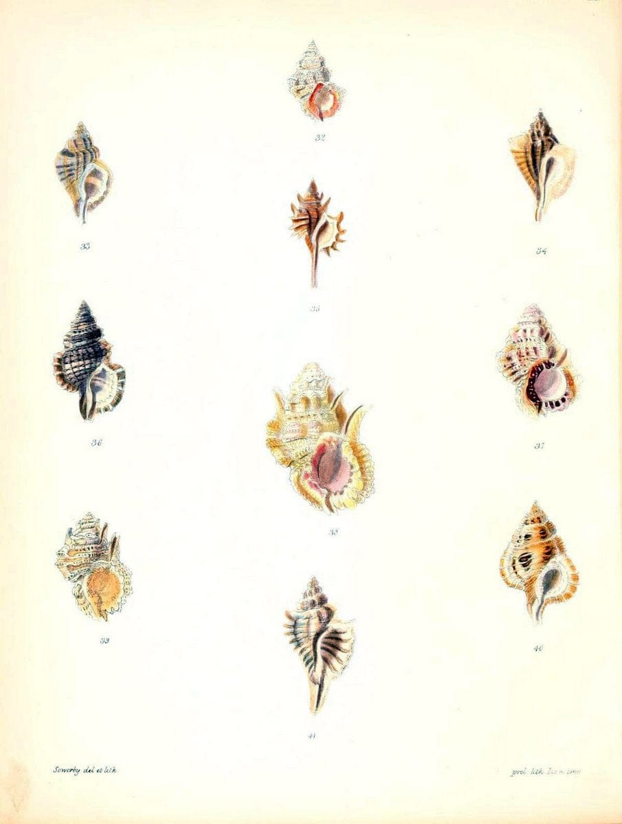 Conchologia iconica, or, Illustrations of the shells of molluscous animals /.London :Reeve, Brothers,1843-1878.  | Mollusks "Pictorial works" Shells | Vintage Print Reproduction 447372