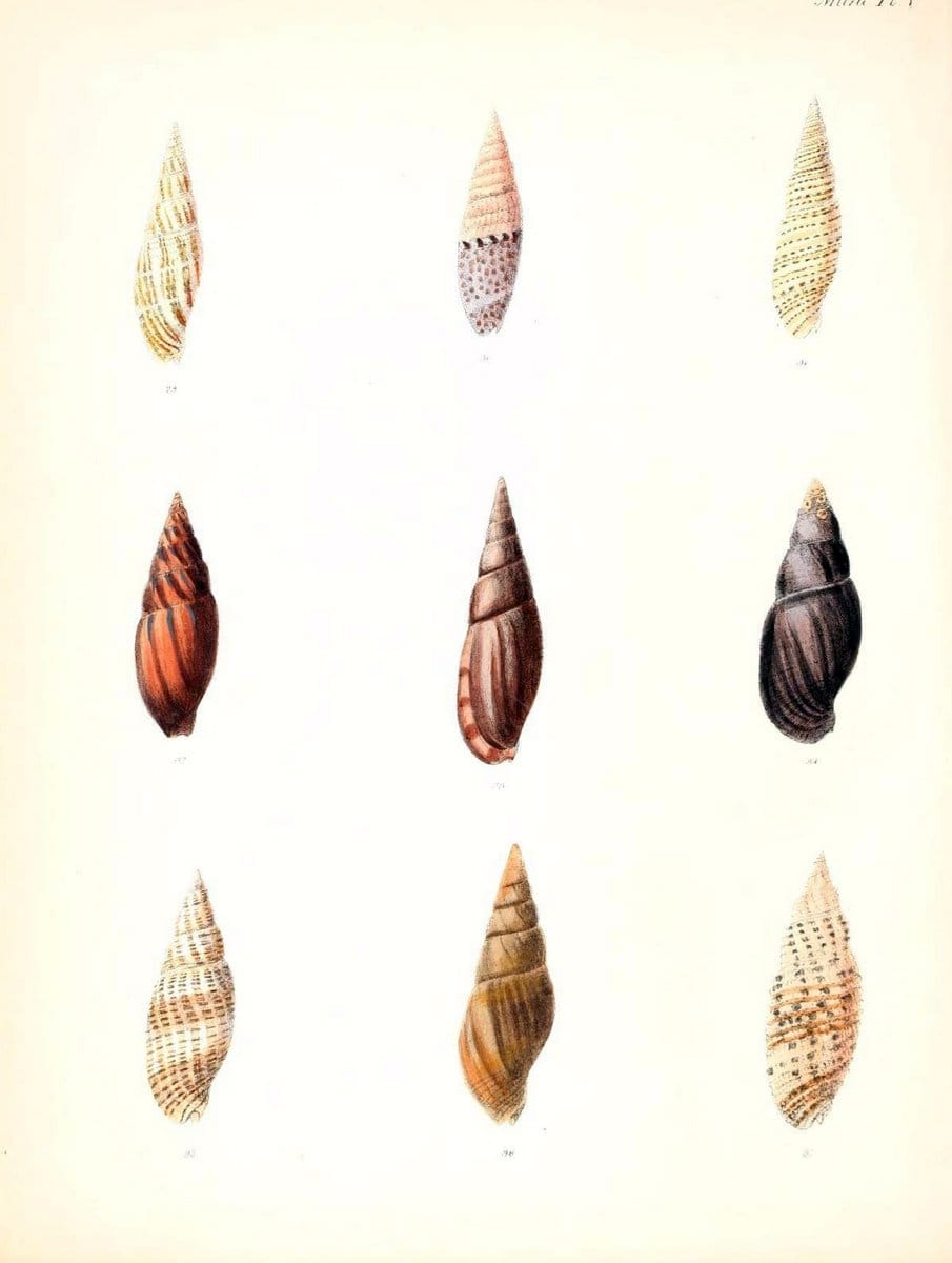 Conchologia iconica, or, Illustrations of the shells of molluscous animals /.London :Reeve, Brothers,1843-1878.  | Mollusks "Pictorial works" Shells | Vintage Print Reproduction 447373