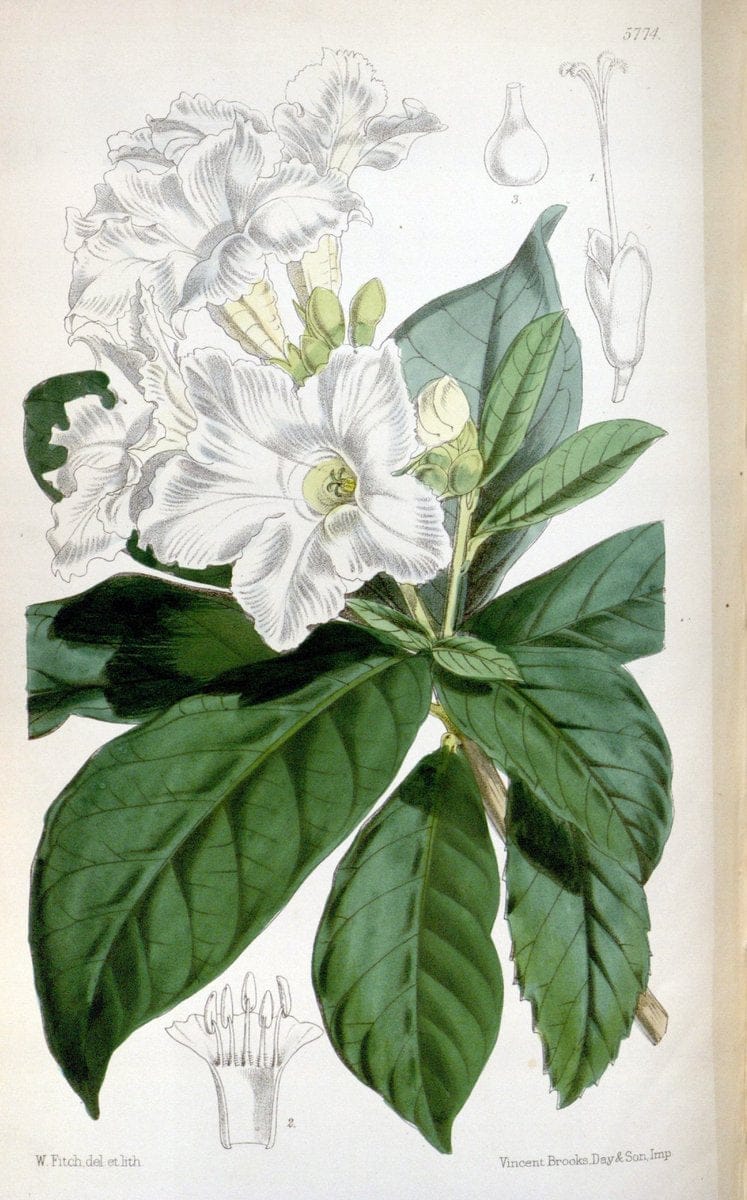 Curtis's botanical magazine. London ; New York [etc.] :Academic Press [etc.]. | "Botanical illustration" Botany Periodicals "Pictorial works" "Plants, Ornamental"  | Vintage Print Reproduction 447386