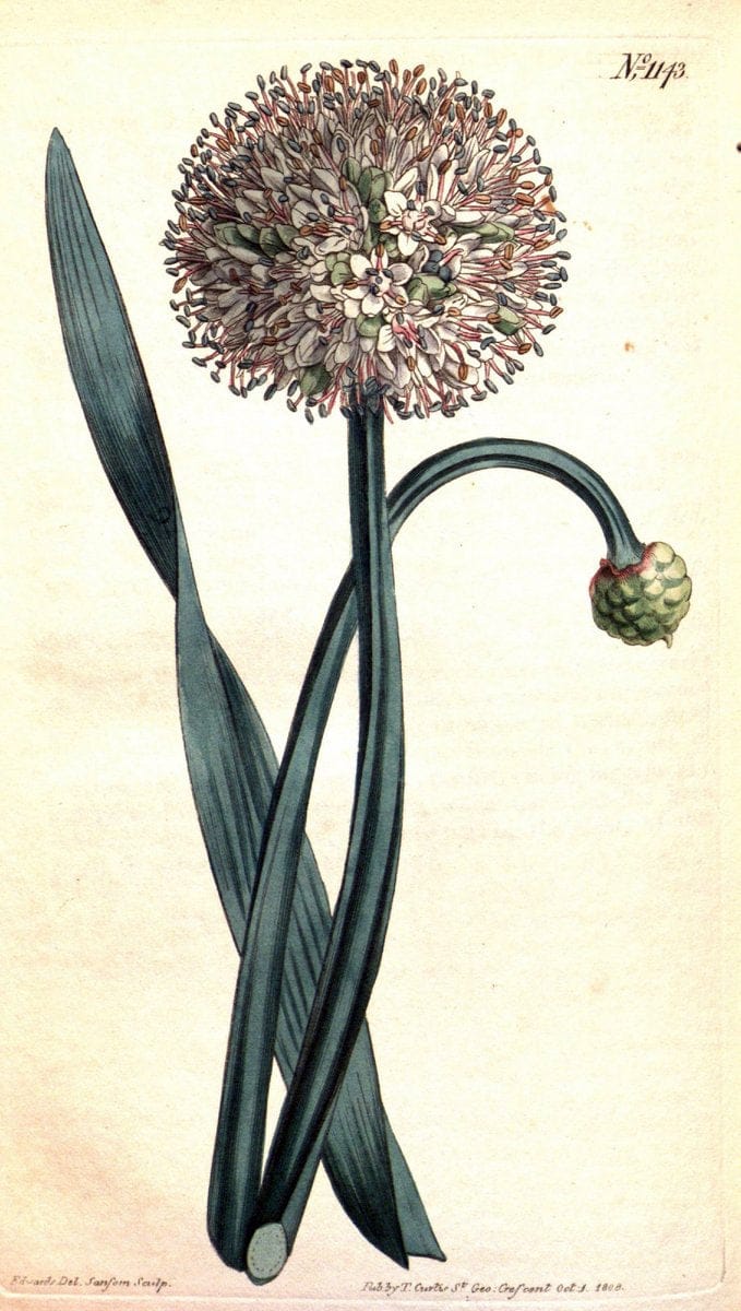 Curtis's botanical magazine. London ; New York [etc.] :Academic Press [etc.]. | "Botanical illustration" Botany Periodicals "Pictorial works" "Plants, Ornamental"  | Vintage Print Reproduction 447404