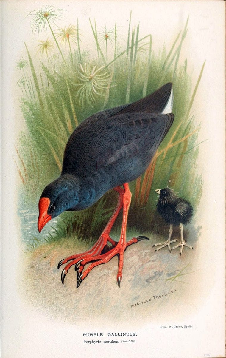 Coloured figures of the birds of the British Islands / issued by Lord Lilford. London :R | 59.82(42) Birds "Great Britain" "Pictorial works"  | Vintage Print Reproduction 447411