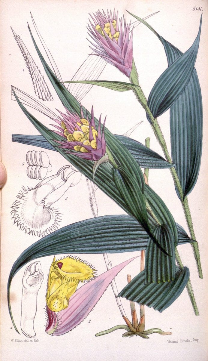 Curtis's botanical magazine. London ; New York [etc.] :Academic Press [etc.]. | "Botanical illustration" Botany Periodicals "Pictorial works" "Plants, Ornamental"  | Vintage Print Reproduction 447424