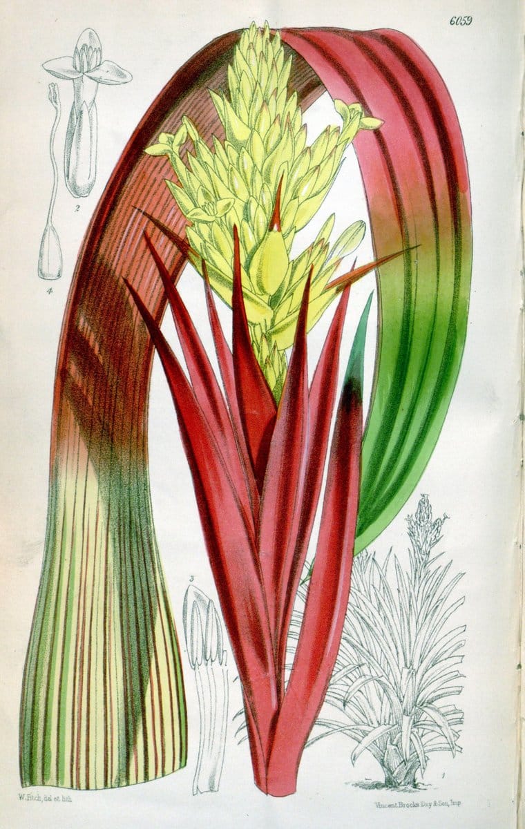 Curtis's botanical magazine. London ; New York [etc.] :Academic Press [etc.]. | "Botanical illustration" Botany Periodicals "Pictorial works" "Plants, Ornamental"  | Vintage Print Reproduction 447465