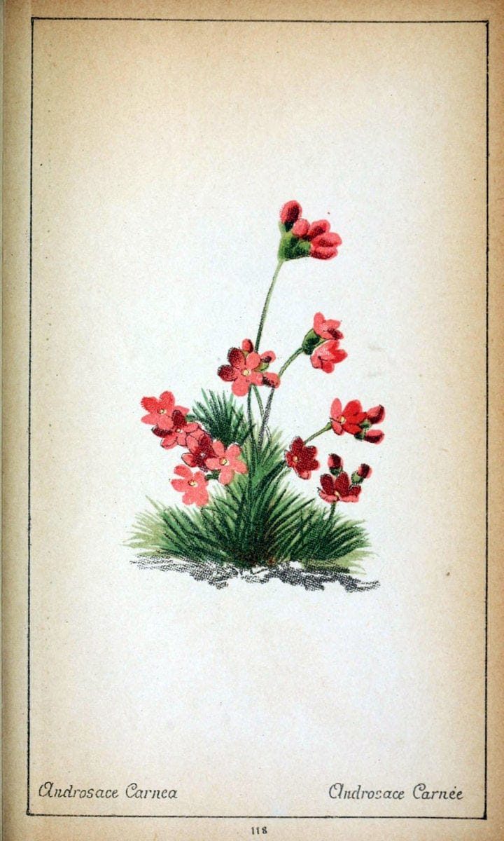 Choix de plantes de l'Europe centrale et particuliÃ¨rement de la Suisse et de la SavoieGe | Europe Central "Pictorial works" Plants "Savoy (France and Italy)" Switzerland  | Vintage Reproduction 447474