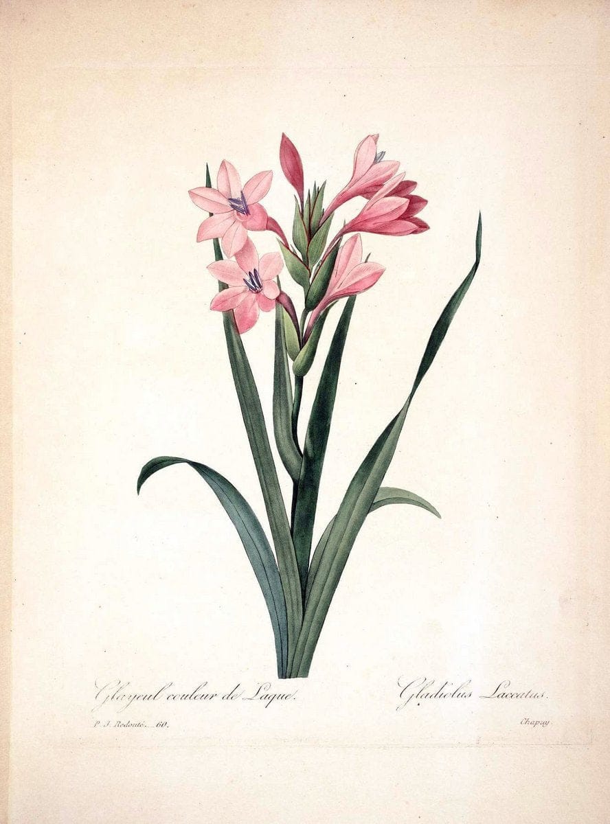 Choix des plus belles fleurs :.Paris :Ernest Panckoucke,[1833].  | 1833 Botany France Icones "Pictorial works"  | Vintage Print Reproduction 447599