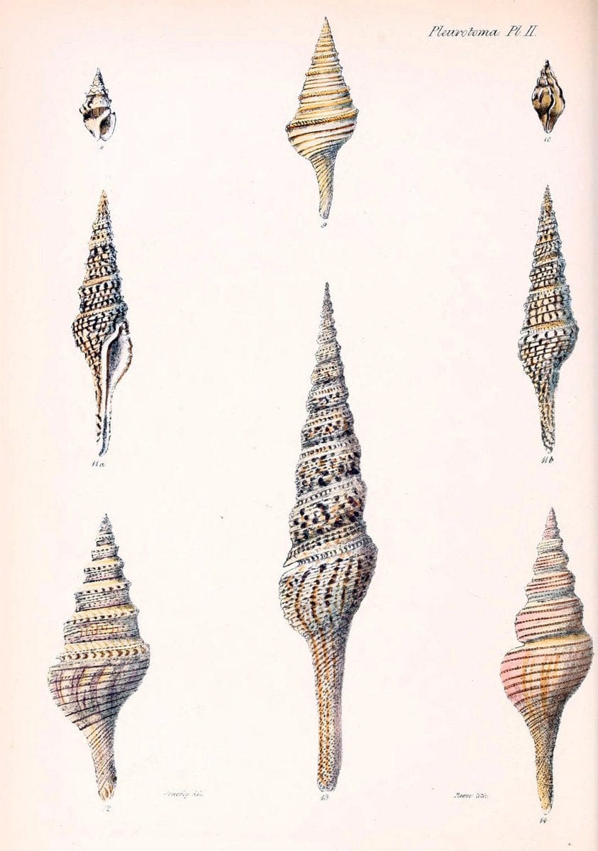 Conchologia iconica, or, Illustrations of the shells of molluscous animals. v.1London :Reeve, Brothers,1843-1878. | Mollusks "Pictorial works" Shells  | Vintage Print Reproduction 447602