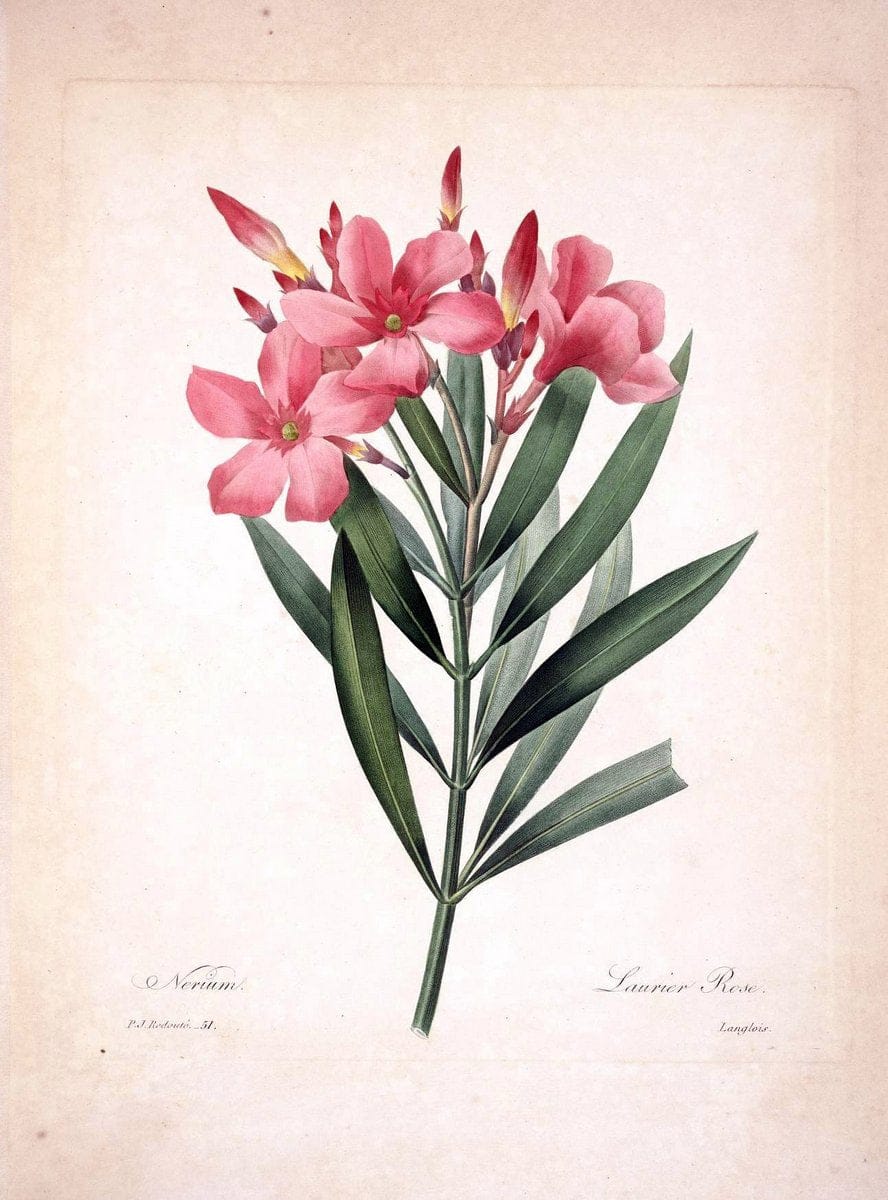 Choix des plus belles fleurs :.Paris :Ernest Panckoucke,[1833].  | 1833 Botany France Icones "Pictorial works"  | Vintage Print Reproduction 447627