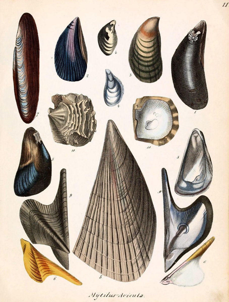 Conchylienbuch, oder, Allgemeine und besondere Naturgeschichte der Muscheln und Schnecke | Mollusks "Pictorial works"  | Vintage Print Reproduction 447638