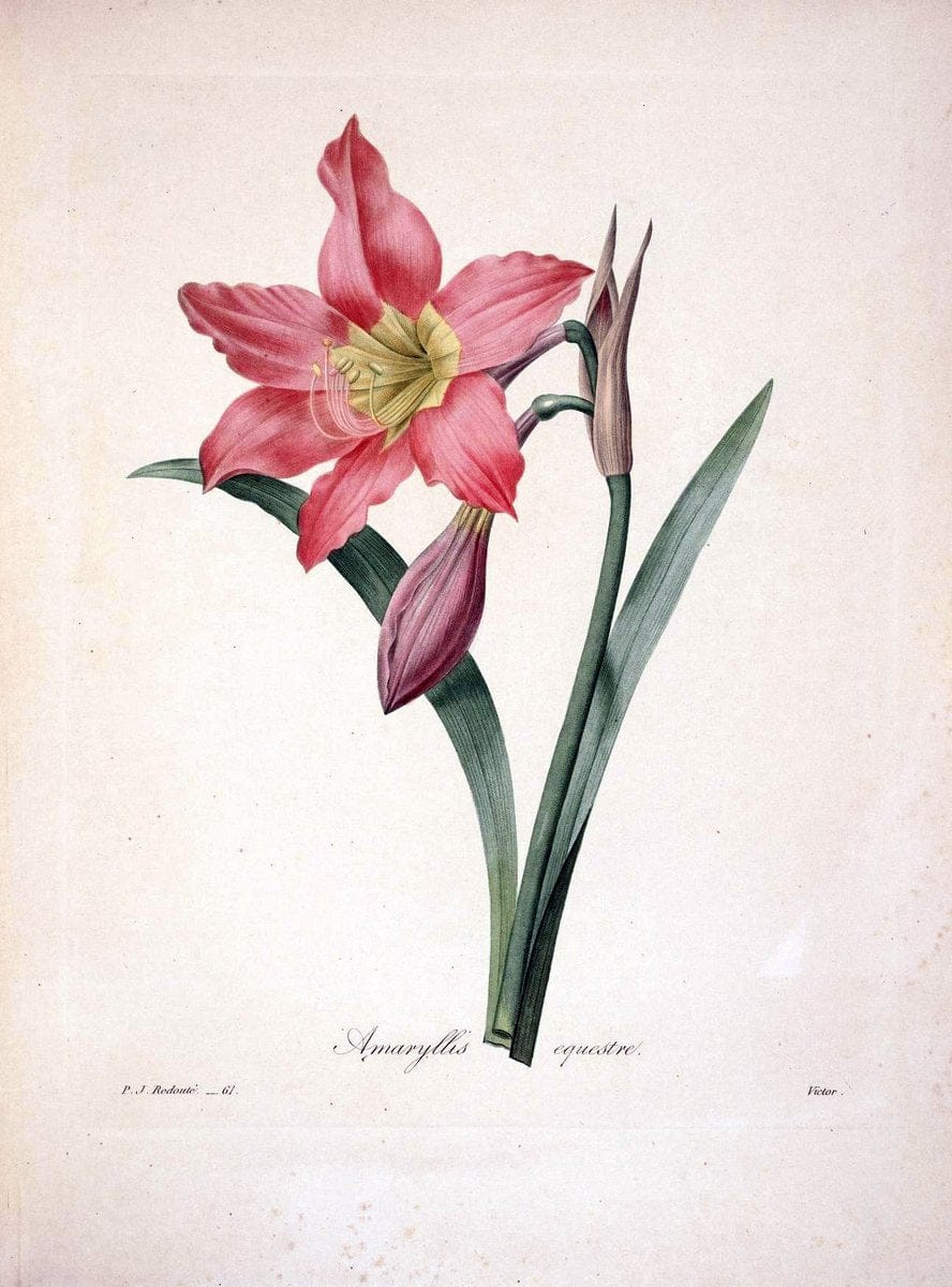 Choix des plus belles fleurs :.Paris :Ernest Panckoucke,[1833].  | 1833 Botany France Icones "Pictorial works"  | Vintage Print Reproduction 447689