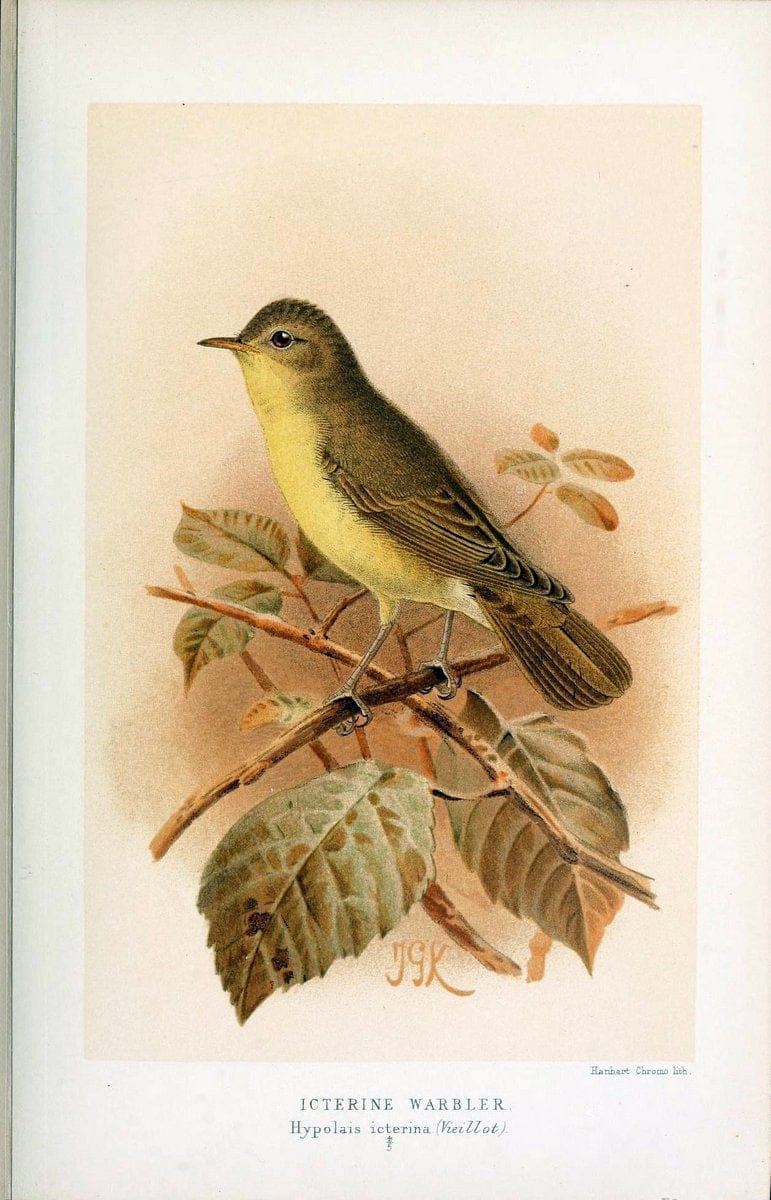 Coloured figures of the birds of the British Islands / issued by Lord Lilford. London :R | 59.82(42) Birds "Great Britain" "Pictorial works"  | Vintage Print Reproduction 447769