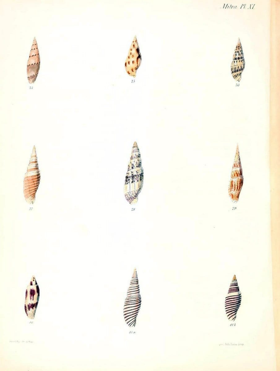 Conchologia iconica, or, Illustrations of the shells of molluscous animals /.London :Reeve, Brothers,1843-1878.  | Mollusks "Pictorial works" Shells | Vintage Print Reproduction 447816