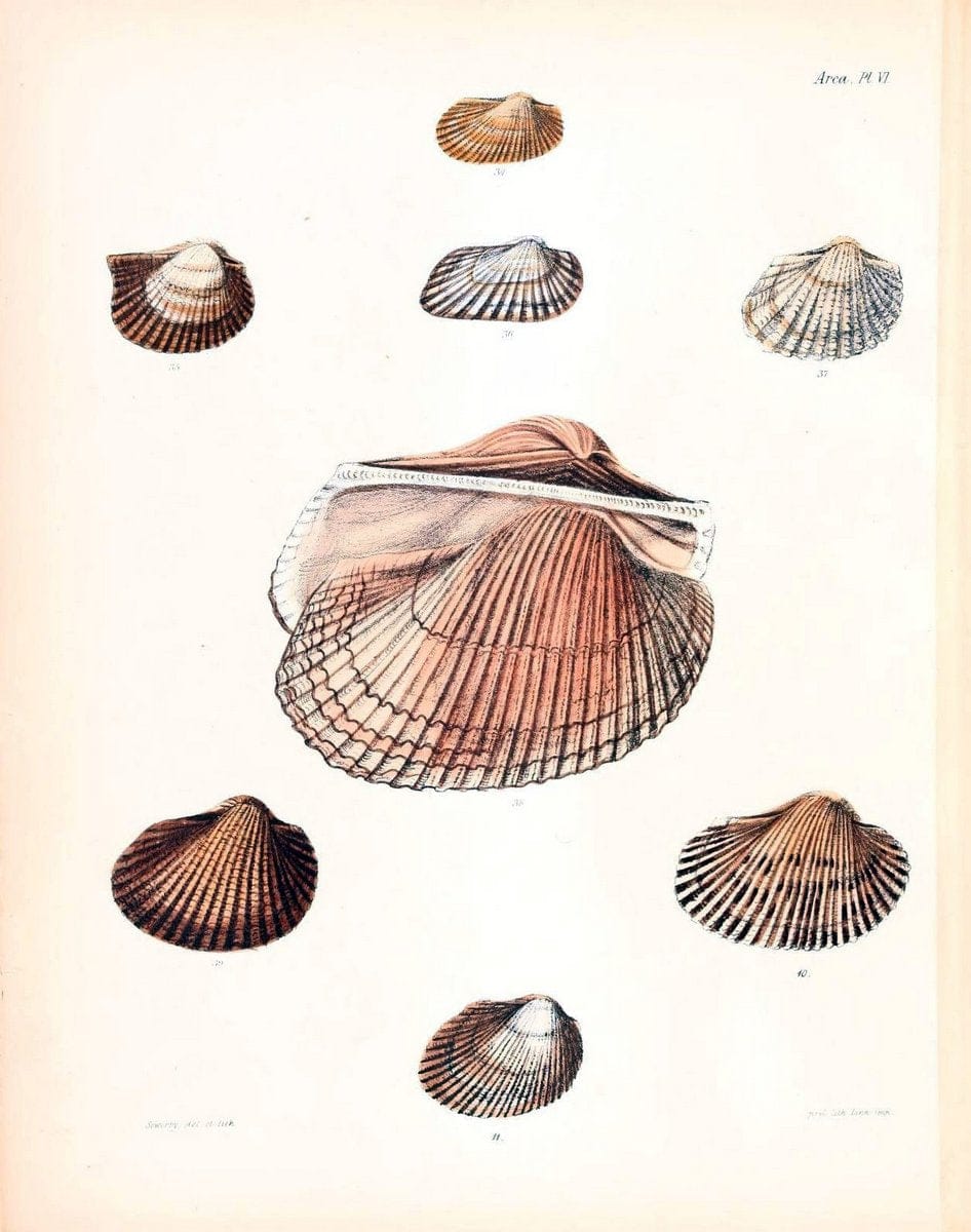 Conchologia iconica, or, Illustrations of the shells of molluscous animals /.London :Reeve, Brothers,1843-1878.  | Mollusks "Pictorial works" Shells | Vintage Print Reproduction 447872