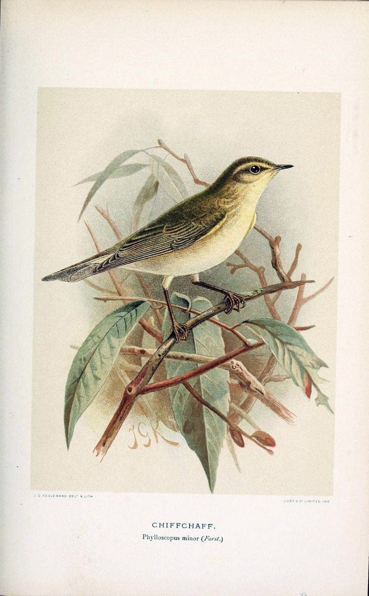 Coloured figures of the birds of the British Islands / issued by Lord Lilford. London :R | 59.82(42) Birds "Great Britain" "Pictorial works"  | Vintage Print Reproduction 447908