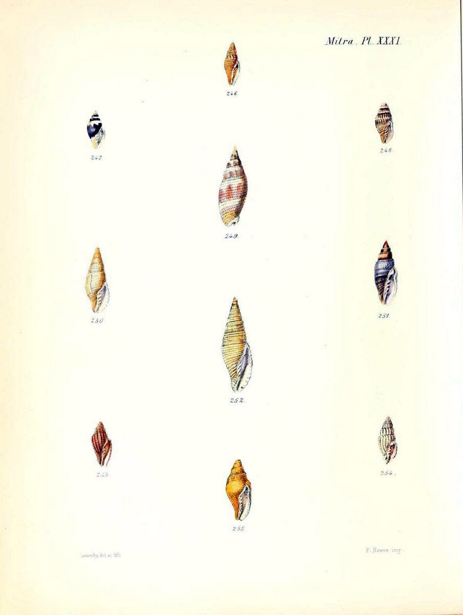 Conchologia iconica, or, Illustrations of the shells of molluscous animals /.London :Reeve, Brothers,1843-1878.  | Mollusks "Pictorial works" Shells | Vintage Print Reproduction 447939