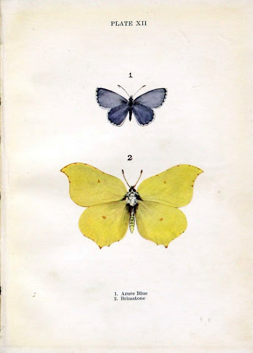 Butterflies and moths,.London & Edinburgh,T.C. & E.C. Jack[1910]. | Butterflies Moths "Cornell University Library" | Vintage Print Reproduction 447963