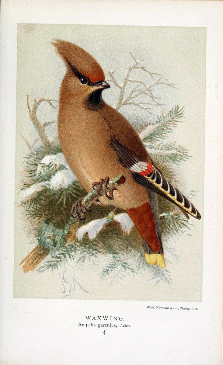 Coloured figures of the birds of the British Islands / issued by Lord Lilford. London :R | 59.82(42) Birds "Great Britain" "Pictorial works"  | Vintage Print Reproduction 447969