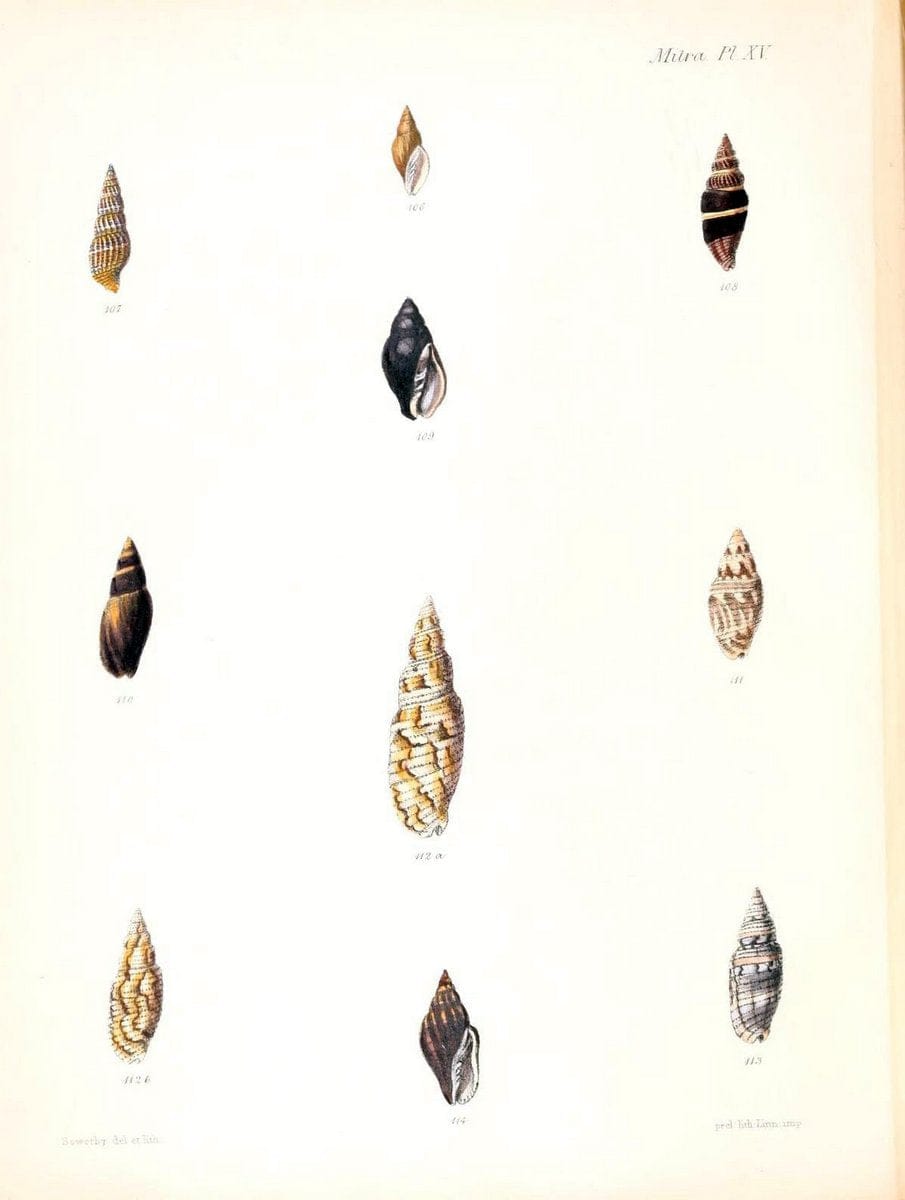 Conchologia iconica, or, Illustrations of the shells of molluscous animals /.London :Reeve, Brothers,1843-1878.  | Mollusks "Pictorial works" Shells | Vintage Print Reproduction 447972