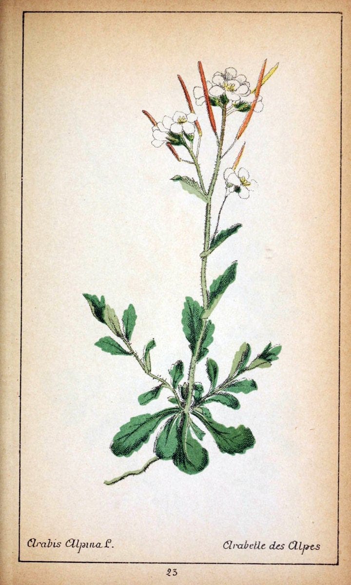 Choix de plantes de l'Europe centrale et particuliÃ¨rement de la Suisse et de la SavoieGe | Europe Central "Pictorial works" Plants "Savoy (France and Italy)" Switzerland  | Vintage Reproduction 448075