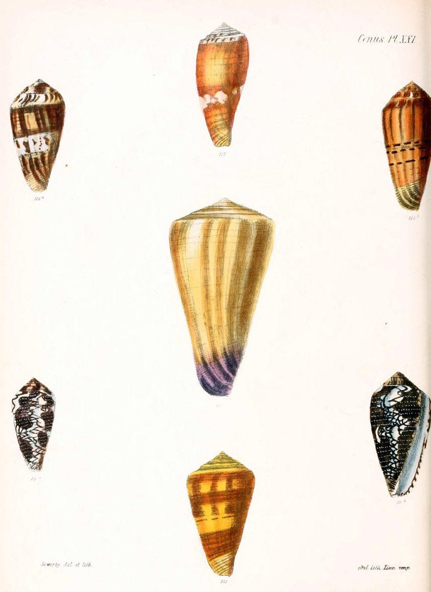 Conchologia iconica, or, Illustrations of the shells of molluscous animals. v.1London :Reeve, Brothers,1843-1878. | Mollusks "Pictorial works" Shells  | Vintage Print Reproduction 448083