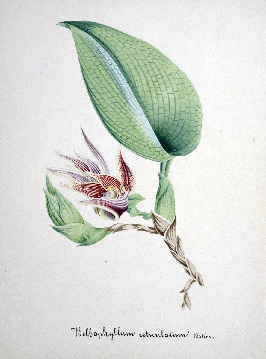 Collection d'orchideÃŒÂes.[S.l. :s.n.,18--]. | "Botanical illustration" Orchidaceae "Orchidaceae in art" "Pictorial works"  | Vintage Print Reproduction 448120