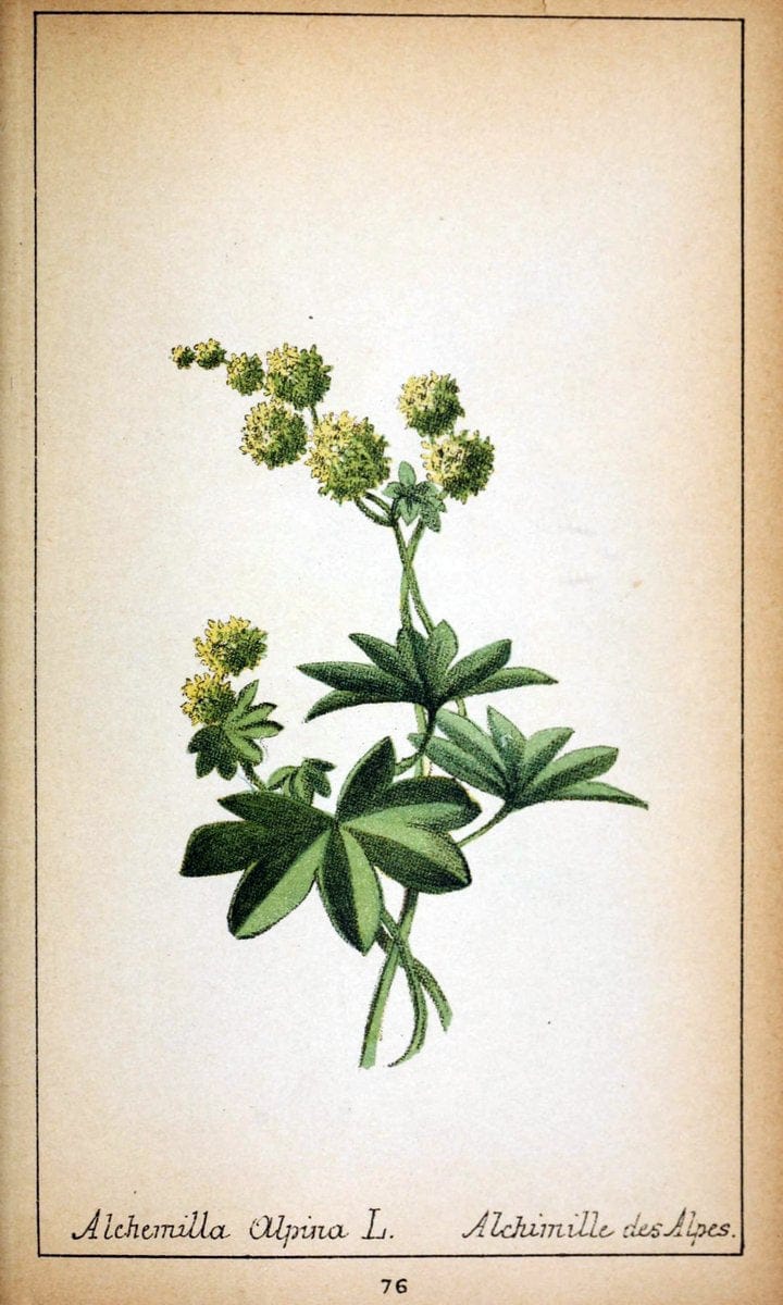 Choix de plantes de l'Europe centrale et particuliÃ¨rement de la Suisse et de la SavoieGe | Europe Central "Pictorial works" Plants "Savoy (France and Italy)" Switzerland  | Vintage Reproduction 448121