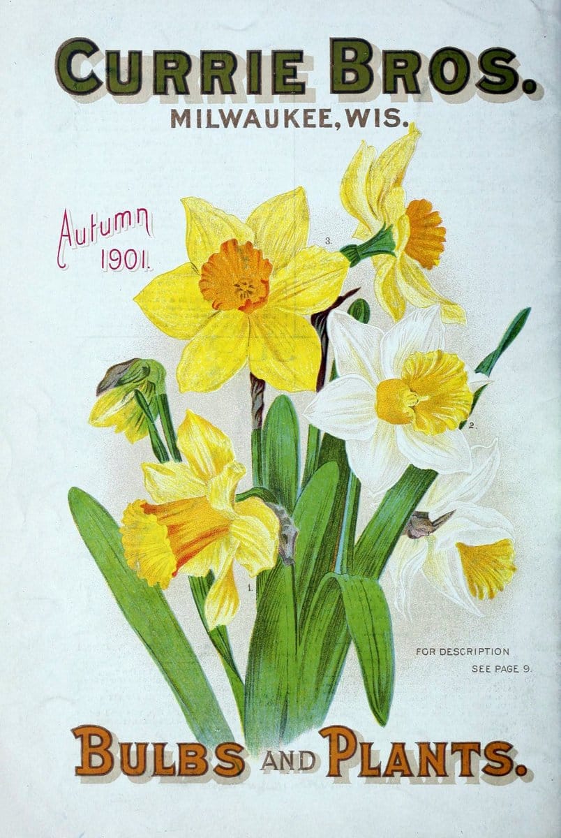 Bulbs and plants :.Milwaukee, Wis. :Currie Bros.,1906.  | Vintage Print Reproduction 451576