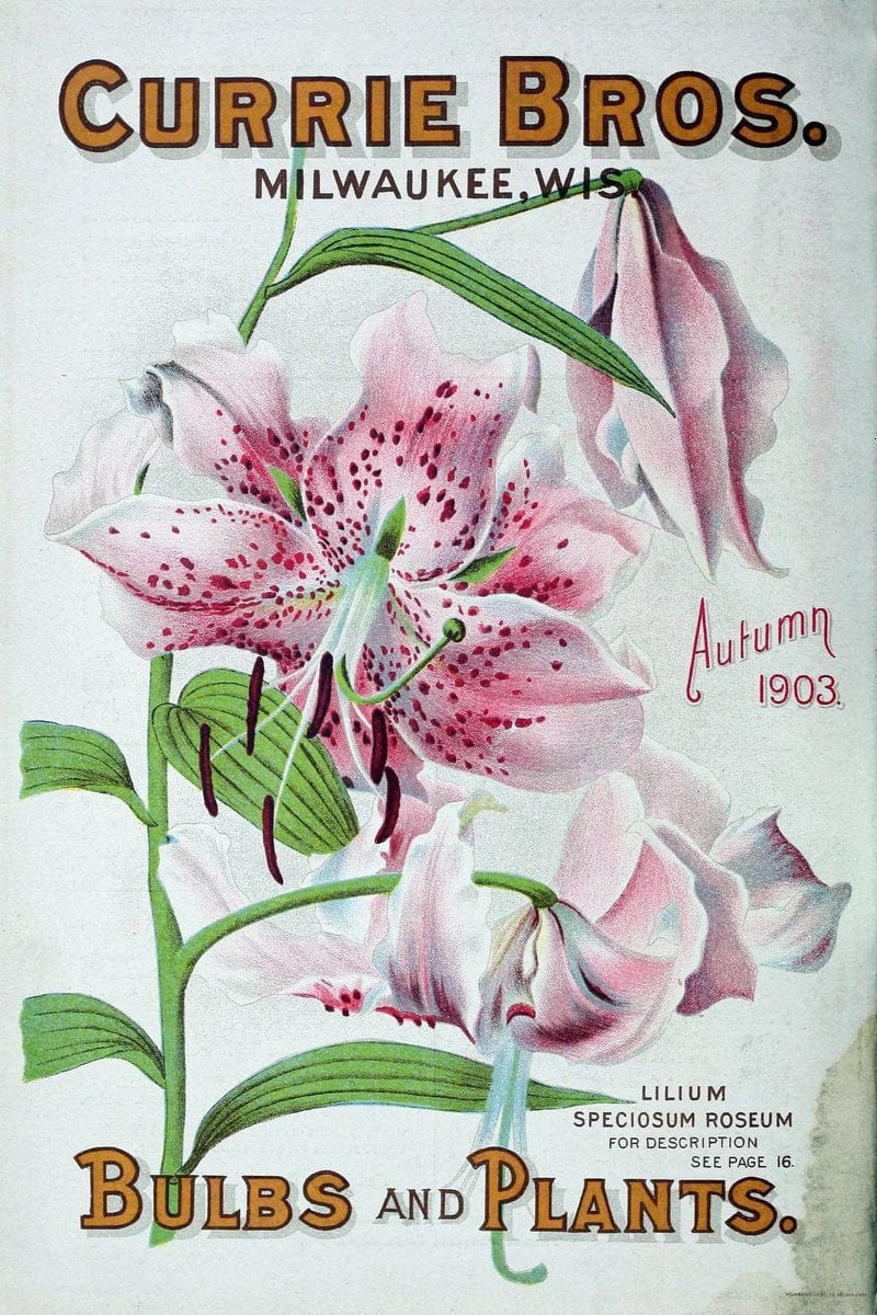 Bulbs and plants :.Milwaukee, Wis. :Currie Bros.,1908.  | Vintage Print Reproduction 452213