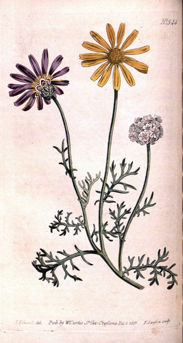 Curtis's botanical magazine. London ;New York [etc.] :Academic Press [etc.]. | Botany Periodicals "Pictorial works"  | Vintage Print Reproduction 455597