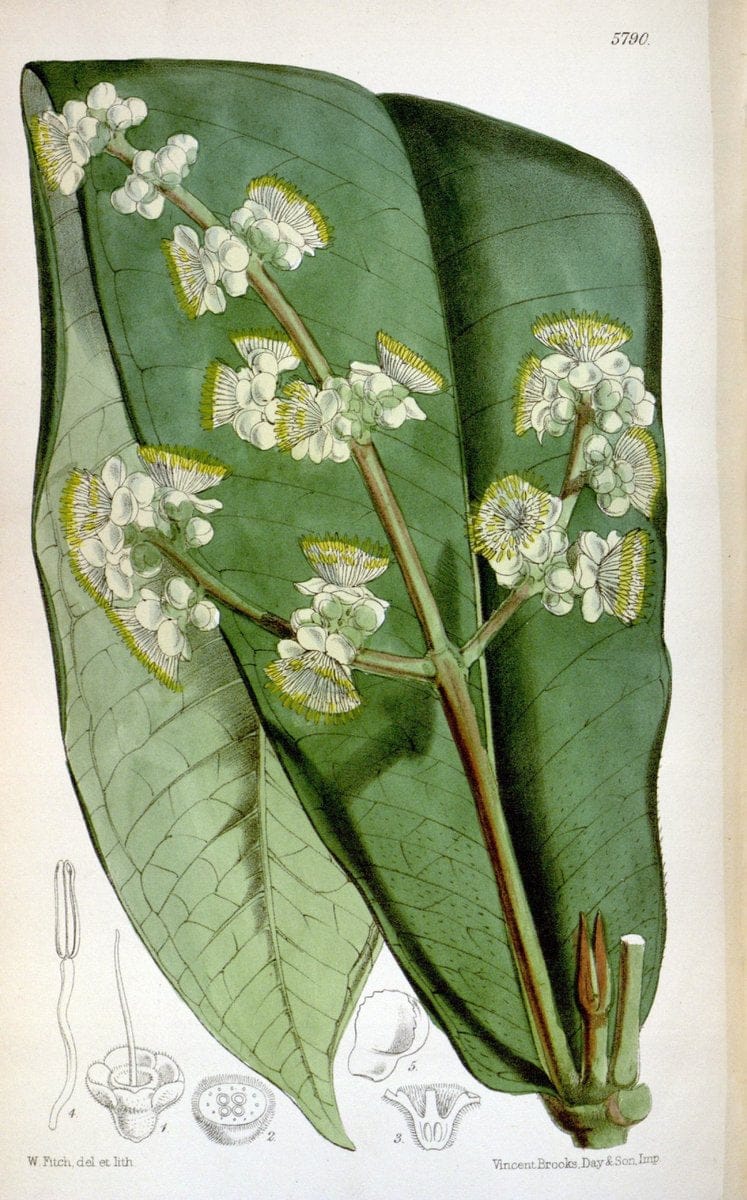 Curtis's botanical magazine. London ; New York [etc.] :Academic Press [etc.]. | "Botanical illustration" Botany Periodicals "Pictorial works" "Plants, Ornamental"  | Vintage Print Reproduction 456286