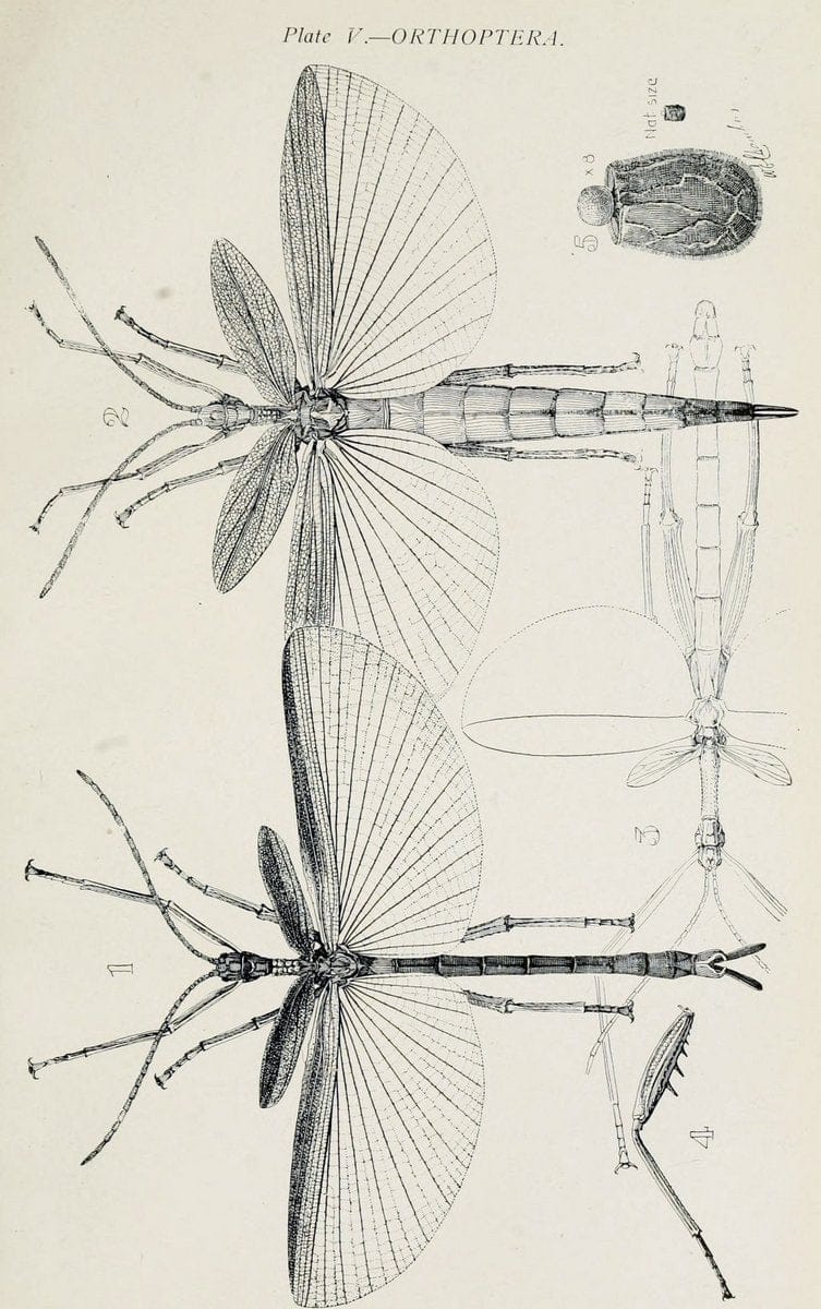 Australian insects..Sydney,W. Brooks[1907]. |  | Vintage Print Reproduction 459880