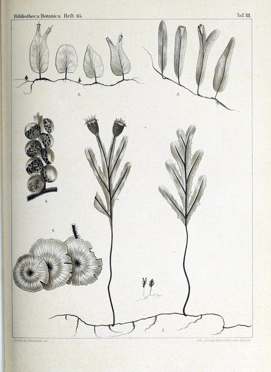 Bibliotheca botanica. Stuttgart,E. Schweizerbart [etc.]1886-. | Botany Periodicals | Vintage Print Reproduction 460756