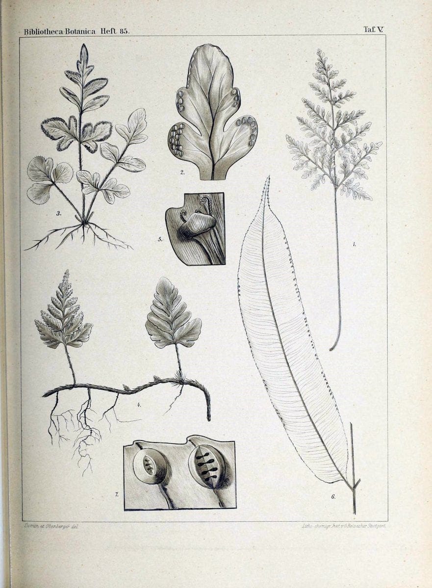 Bibliotheca botanica. Stuttgart,E. Schweizerbart [etc.]1886-. | Botany Periodicals | Vintage Print Reproduction 460758