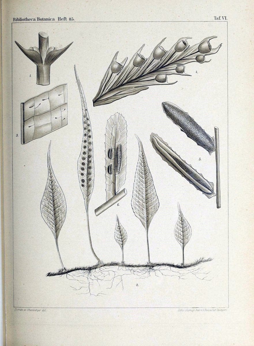 Bibliotheca botanica. Stuttgart,E. Schweizerbart [etc.]1886-. | Botany Periodicals | Vintage Print Reproduction 460759