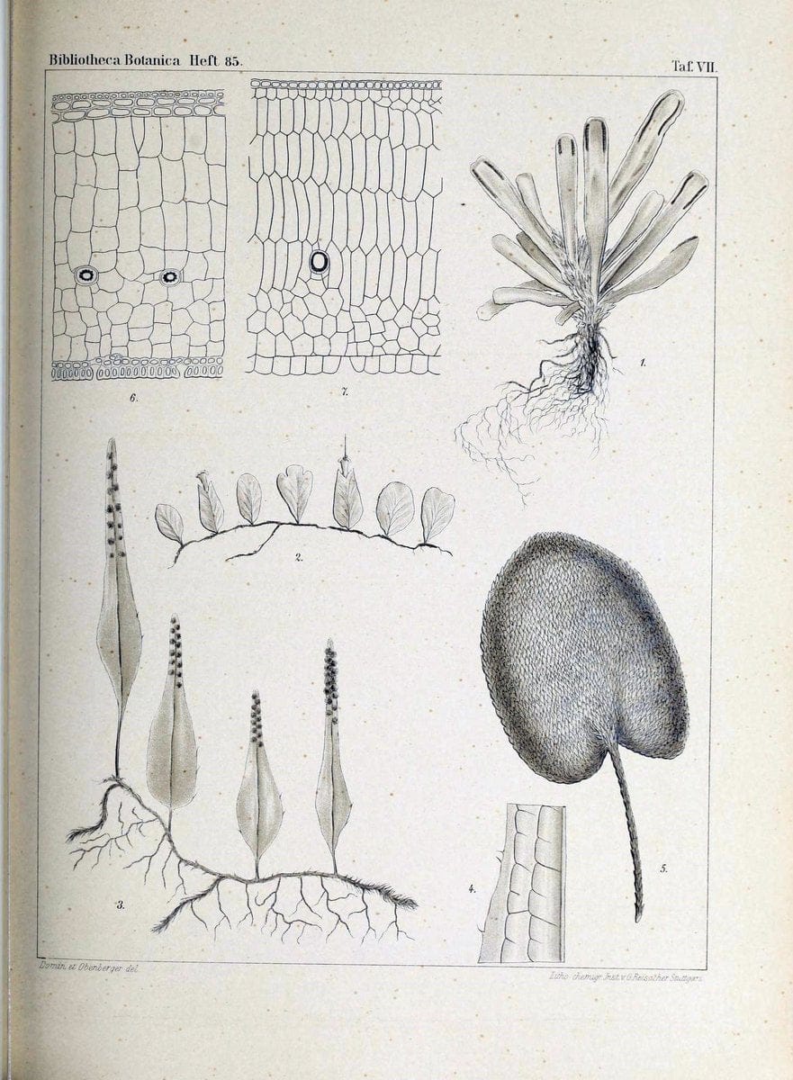 Bibliotheca botanica. Stuttgart,E. Schweizerbart [etc.]1886-. | Botany Periodicals | Vintage Print Reproduction 460760