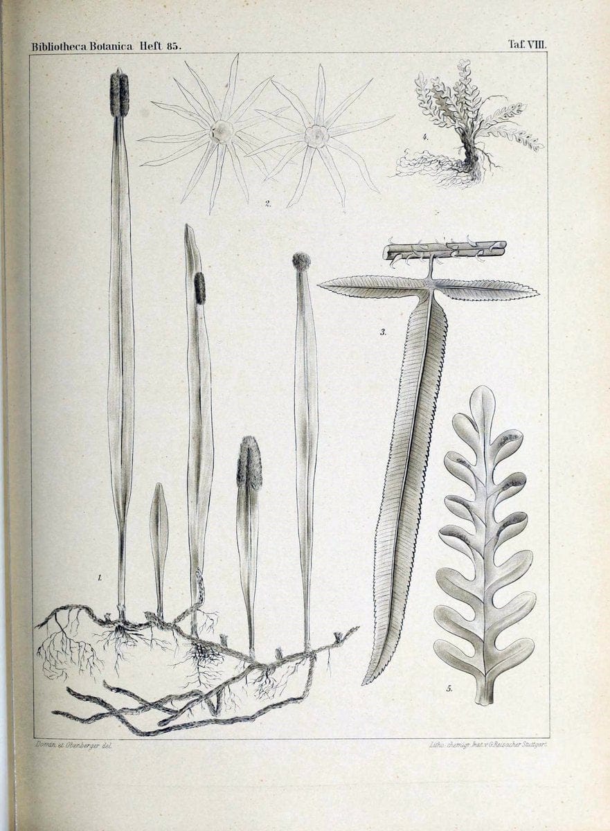 Bibliotheca botanica. Stuttgart,E. Schweizerbart [etc.]1886-. | Botany Periodicals | Vintage Print Reproduction 460761