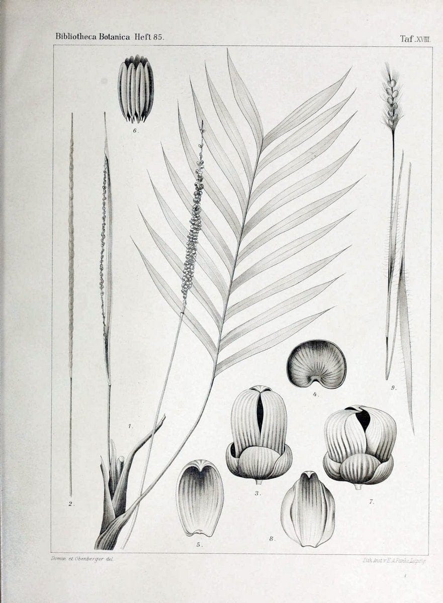 Bibliotheca botanica. Stuttgart,E. Schweizerbart [etc.]1886-. | Botany Periodicals | Vintage Print Reproduction 460771