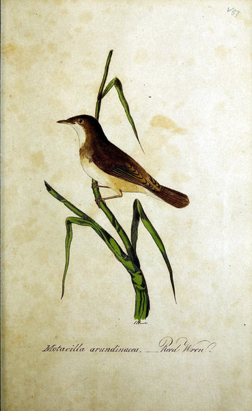 British Ornithology :.norwich :bacon,1815-22. 