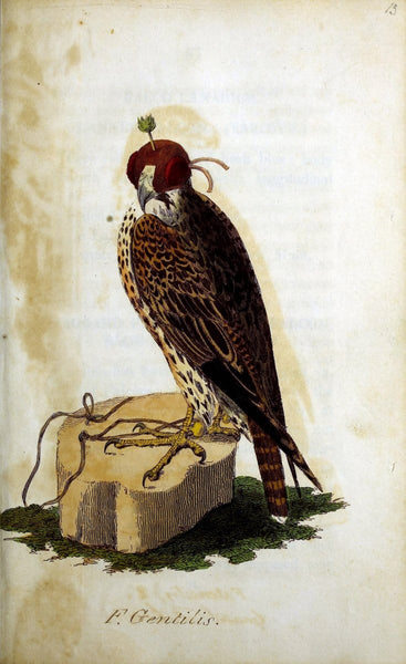 British Ornithology :.norwich :bacon,1815-22. 