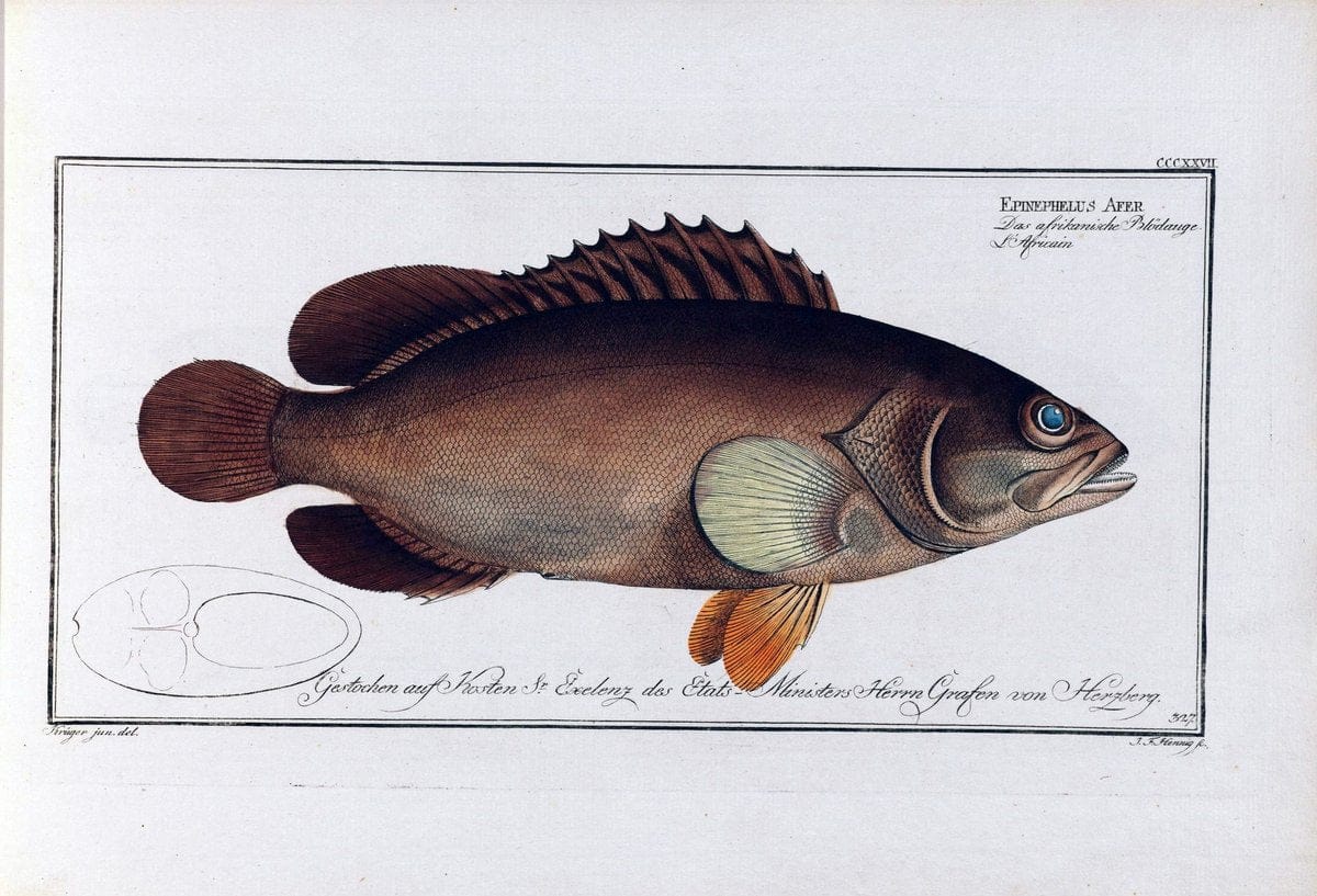 D. Marcus Elieser Bloch's, ausÃ¼benden Arztes zu Berlin .  Oeconomische Naturgeschichte der Fische Deutschlands . .Berlin :Auf Kosten des Verfassers | Vintage Print Reproduction 465725