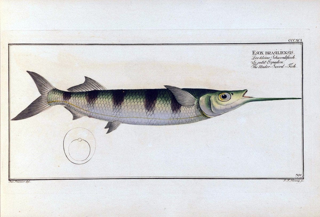 D. Marcus Elieser Bloch's, ausÃ¼benden Arztes zu Berlin .  Oeconomische Naturgeschichte der Fische Deutschlands . .Berlin :Auf Kosten des Verfassers | Vintage Print Reproduction 465749