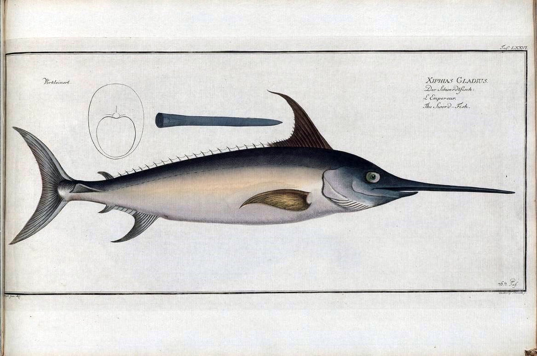 D. Marcus Elieser Bloch's, ausÃ¼benden Arztes zu Berlin .  Oeconomische Naturgeschichte der Fische Deutschlands . .Berlin :Auf Kosten des Verfassers | Vintage Print Reproduction 465789